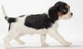 /album/galeria-de-fotos/cavalier-king-charles-spaniel-2-jpeg1/